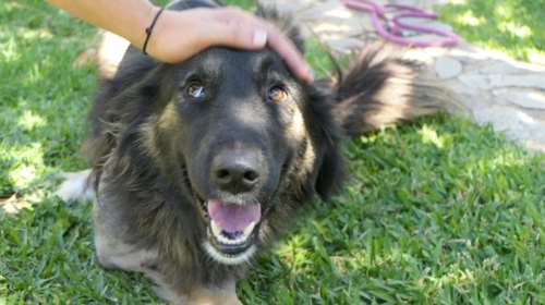 Σώστε ένα αδεσποτάκι: Η Κλάρα έχασε το ποδαράκι της - Ομως, παρόλο τον πόνο δεν έχασε ποτέ το φως μέσα της