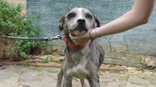 Σώστε ένα αδεσποτάκι: Αν μπορούσε να μιλήσει ο Μερλέ...  Από κατοικίδιο... στον δρόμο με αδενοκαρκίνωμα