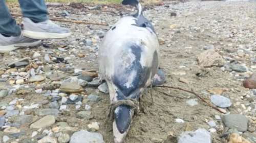 Βόλος: Νεκρό δελφίνι με δεμένο το ρύγχος του και  τραύματα από προπέλα