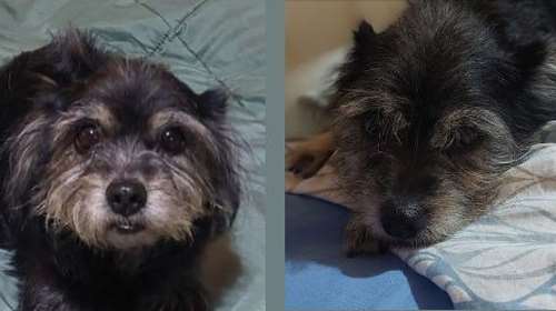 H Σέριλ έμεινε με 5 δοντάκια - Η φωνούλα της ακούστηκε μόνο μετά το χειρουργείο