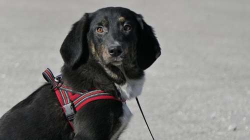 Ο Μαρόκο είναι ένας κούταβος παχουλός, χαριτωμένος, κοντός - Είναι το σκυλί που θέλεις να το ζουμπάς