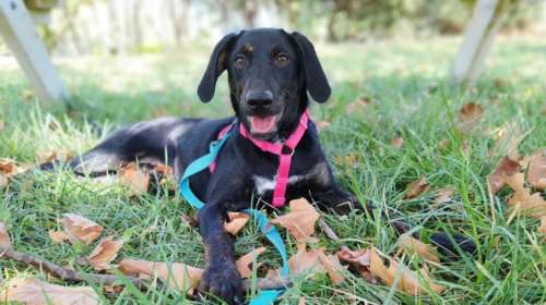 Σώστε ένα αδεσποτάκι: &quot;Αγαπάτε καταλλήλους&quot; - Για την Ερικα θα &quot;πάθεις έρωτα&quot;