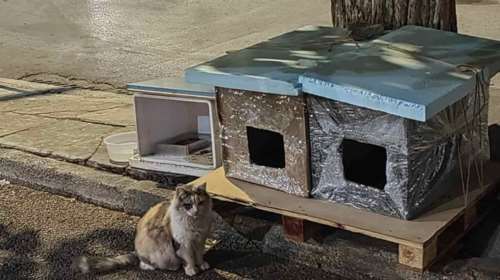Μάθημα ζωής από μια σκληρά εργαζόμενη γυναίκα που φροντίζει δεκάδες αδέσποτα