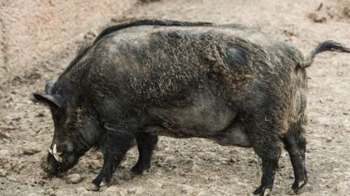 Όχι των Δήμων στο κυνήγι αγριογούρουνων από το Δασαρχείο Πεντέλης - &quot;Στρέφεται κατά της ζωής ανυπεράσπιστων ζώων&quot;