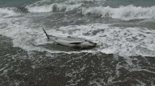 Μυτιλήνη: Νεκρό δελφίνι στην παραλία της Νυφίδας – Πάλευε να σωθεί [βίντεο]