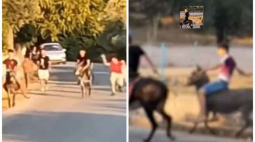 Αρειος Πάγος: Επείγουσα προκαταρκτική εξέταση για τους αγώνες με γαϊδουράκια στη Λέσβο - Τα μαστίγωναν ανελέητα