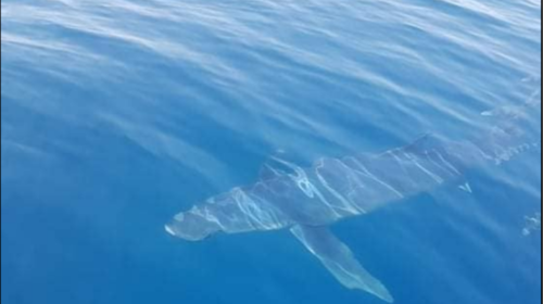 Έκανε SUP δίπλα σε καρχαρία 500 κιλών και παρέμεινε ατάραχη! [βίντεο]