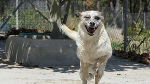 Σώστε ένα αδεσποτάκι: H Αλις γεννήθηκε για να δεις τον κόσμο με άλλο μάτι - "Πω πω είναι μαγικός"