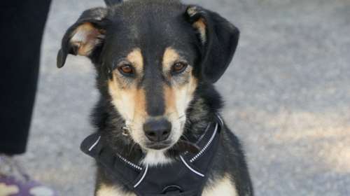 Σώστε ένα αδεσποτάκι: Η Βίλμα, αναζητάει την ανθρώπινη επαφή - Ψάχνει τον καλύτερο της φίλο