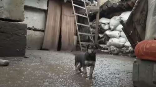 Viral ο Ράμπο: To κουτάβι που προστατεύει τους Ουκρανούς στρατιώτες στην πρώτη γραμμή του πολέμου [Εικόνες-Βίντεο]