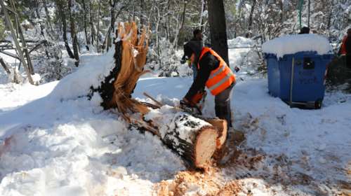 Τέταρτος νεκρός από τη &quot;Μήδεια&quot;: 71χρονος στην Εύβοια καταπλακώθηκε από δέντρο που πήγε να κόψει