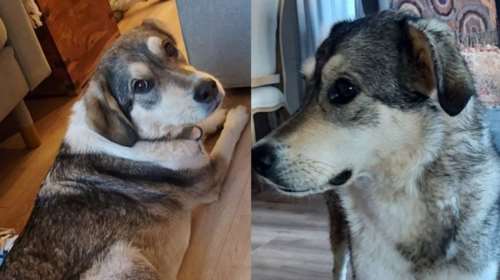 Επείγον: Χάθηκε από τον Βαρνάβα στη φωτιά όταν έσπασαν την πόρτα να βγάλουν τους σκύλους