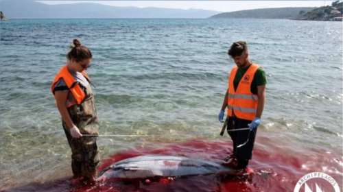 Καταγγελία από το &quot;Αρχιπέλαγος&quot;: Ψαράδες βασανίζουν και σκοτώνουν φώκιες και δελφίνια στα Δωδεκάνησα