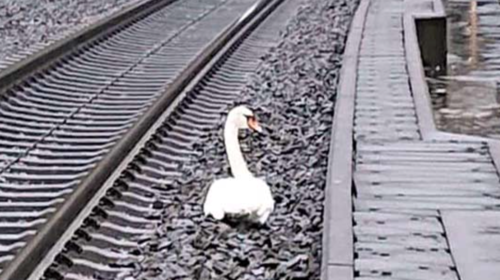 Κύκνος που θρηνούσε το ταίρι του προκάλεσε μποτιλιάρισμα είκοσι τρένων στη Γερμανία