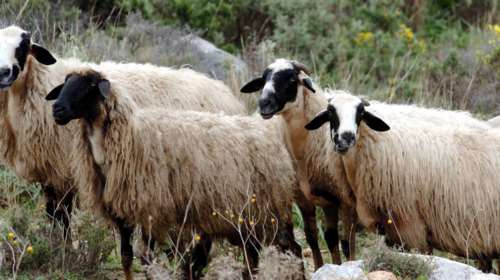 Σοκ στην Κύπρο: 65χρονος κακοποιούσε σεξουαλικά προβατίνες - Πώς έπεσε στα χέρια των Αρχών