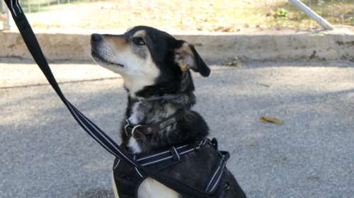 Η Βίλμα είναι το πρώτο σκυλί στο site του Save a Greek Stray: Είναι σκύλος σύντροφος με όλη τη σημάδια της λέξης