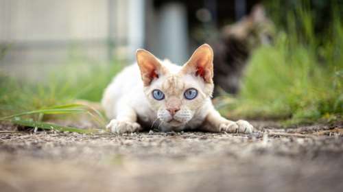 Γάτα έπεσε σε δεξαμενή με εξασθενές χρώμιο: Είχε καλυφθεί με σεντόνι, δεν το &#39;χαμε προβλέψει απάντησε η εταιρεία