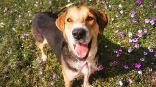 Ένα μωρό που αναγκάστηκε να μεγαλώσει απότομα στον δρόμο, που αρρώστησε, που πείνασε, που βίωσε την αδιαφορία