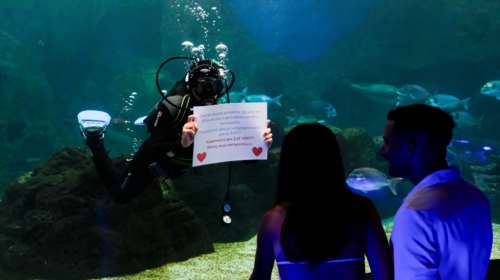 Απίθανη πρόταση γάμου στο ενυδρείο Ηρακλείου: Νεαρός με τη βοήθεια δύτη, ζήτησε το χέρι της κοπέλας του
