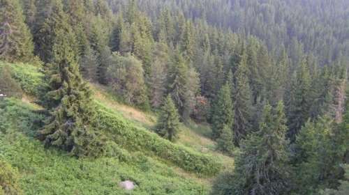 Προδιαγεγραμμένη καύση: Το νέο μοντέλο πρόληψης πυρκαγιών και διαχείρισης της καύσιμης ύλης - Πώς θα εφαρμοστεί