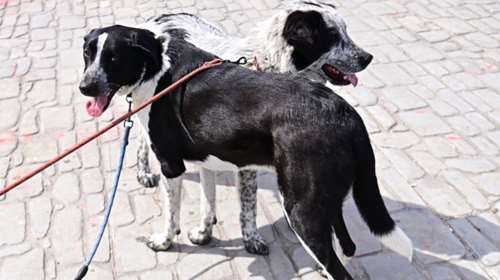 Εχετε δει σκυλάκια να αγαπιούνται; Η Μάρθα και ο Μπίλυ