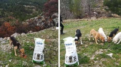 SCARS: Ας βοηθήσουμε όλοι μαζί τα αδέσποτα ζώα της Πάρνηθας: Βοηθάμε αυτούς που βοηθούν