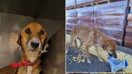 Το κλουβί στο κτηνιατρείο είναι για τη Σωσώ ότι καλύτερο είχε μέχρι τώρα -  Η ιστορία της στους δρόμους της Τρίπολης