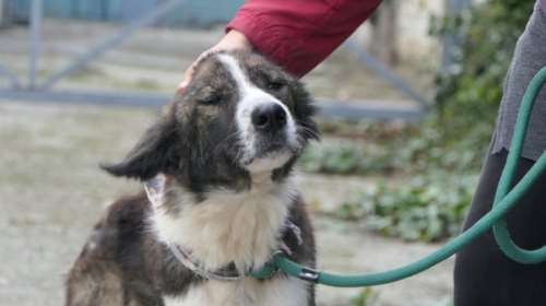 Της πήρε καιρό να συνέλθει - Μια σκυλίτσα που έμοιαζε λες και είχε ξεχάσει ότι ζει, και απλά στεκόταν στα πόδια της