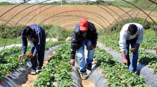 Ηλεία: Καταγγελία για πρακτικές Μανωλάδας με ξυλοδαρμό μετανάστη [εικόνες]