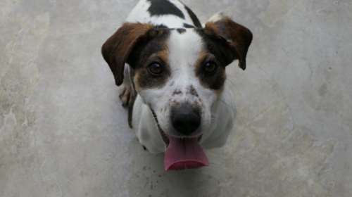 Σώστε ένα αδεσποτάκι: Η Μπατίντα, από την Πρέβεζα, σε κοιτάει στα μάτια και τρέχει πάνω σου