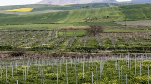 Ηλεία: Φονικός καβγάς μεταξύ εργατών γης στη Βάρδα - 23χρονος σκότωσε 24χρονο