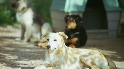 Το πρώτο Φεστιβάλ Φιλοζωίας στο Πεδίον του Άρεως - Mια συναρπαστική γιορτή με επίκεντρο τους τετράποδους φίλους μας