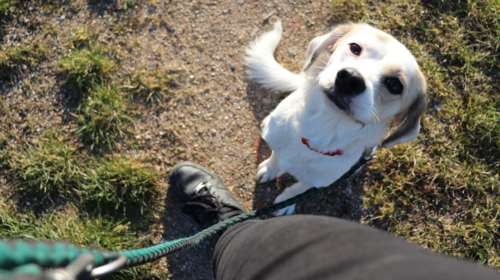 Το μεγάλο λάθος στη βόλτα με τον σκύλο μας στο βουνό χωρίς λουρί και η άκυρη ερώτηση