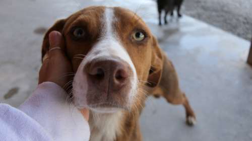 Το Βικτωράκι έτρεμε από τον φόβο του, πεινασμένο και παραμελημένο στο δημοτικό κυνοκομείο Σπάρτης