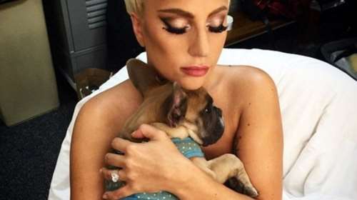 Η Lady Gaga  δίνει 500.000 δολ. για τα  δύο σκυλάκια της που κλάπηκαν στο Χόλιγουντ