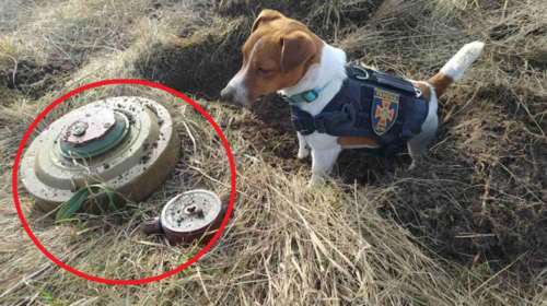 Μικρός Ήρωας: Σκυλάκι Jack Russel μυρίζει και ξεθάβει ρωσικές νάρκες στην Ουκρανία