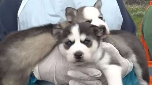 Δώδεκα υπέροχα χάσκι, έχασαν τον κηδεμόνα τους μετά από αιφνίδιο θάνατο: Τα παρέλαβε το ΔΙΚΕΠΑΖ και ψάχνουν σπίτι  [Βίντεο]