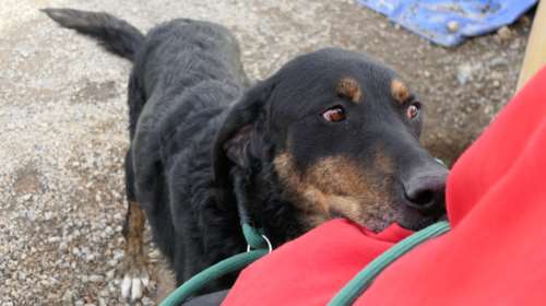 Σώστε ένα αδεσποτάκι: Ο Ρήγας κάποτε είχε σπίτι, τον άνθρωπό του και ήταν ευτυχισμένος