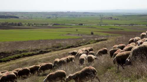 &quot;Κόκκινος&quot; συναγερμός για την ευλογιά των αιγοπροβάτων: Έρχονται κινητοποιήσεις από αγρότες και κτηνοτρόφους