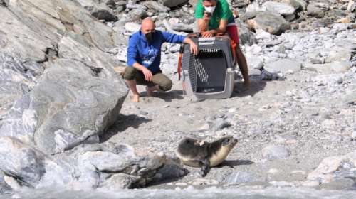 Χαμόγελα στη Γυάρο: Απελευθερώθηκε η &quot;Εύη&quot;, η νεαρή μεσογειακή φώκια [Εικόνες]