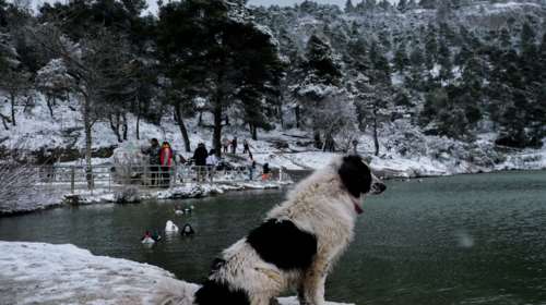 Η κλιματική κρίση ταλαιπωρεί σημαντικά τα ζώα και αυξάνει τον αριθμό νοσημάτων τους - Τι πρέπει να γίνει