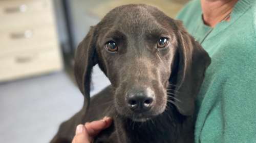 Σώστε ένα αδεσποτάκι: Eίμαι ο Παλέρμο. Ο αδερφός μου ο Τορίνο πρόλαβε και συστήθηκε πρώτος. Το ψώνιο!