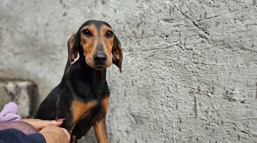 Σώστε ένα αδεσποτάκι: Η Πόπη από το Poppy - Tόσο λεπτεπίλεπτη και εύθραυστη σαν παπαρούνα