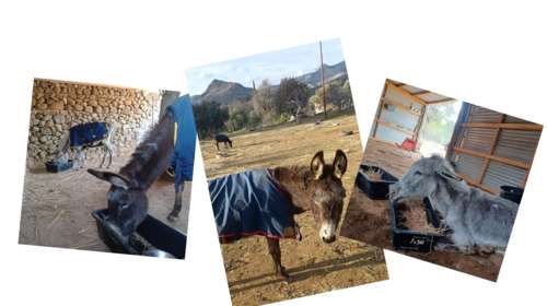 Μια ιστορία που φέρνει δάκρυα στα μάτια: Η Μαρούκα δεν άντεξε τον θάνατο του Άρη και έφυγε κι αυτή