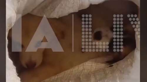 Αποτροπιασμός στην Ηλεία: Eδεσαν πέντε κουτάβια μέσα σε τσουβάλια στον Αλφειό