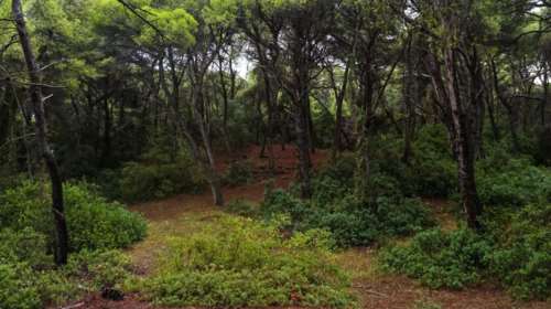 Σέρρες: Θρίλερ με νεκρό 46χρονο σε δασική περιοχή με τραύμα από όπλο