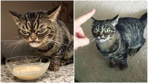 Η "Angry Kitzia" είναι η διάδοχος της πιο μουτρωμένης γάτας