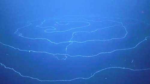 Ανακάλυψαν το μακρύτερο ζώο στη Γη - Έχει μήκος πάνω από 120 μέτρα