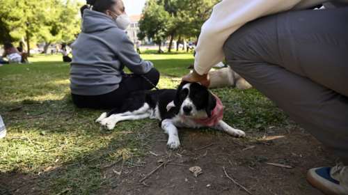 Εντεκα πράγματα που κάνουν οι άνθρωποι και τα μισούν οι σκύλοι