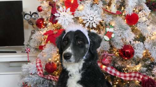 Σώστε ένα αδεσποτάκι: Αναΐς, για να εγκατασταθεί το πνεύμα των Χριστουγέννων στο σπίτι σας